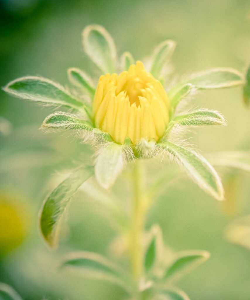 flower, bud, flora-7273866.jpg